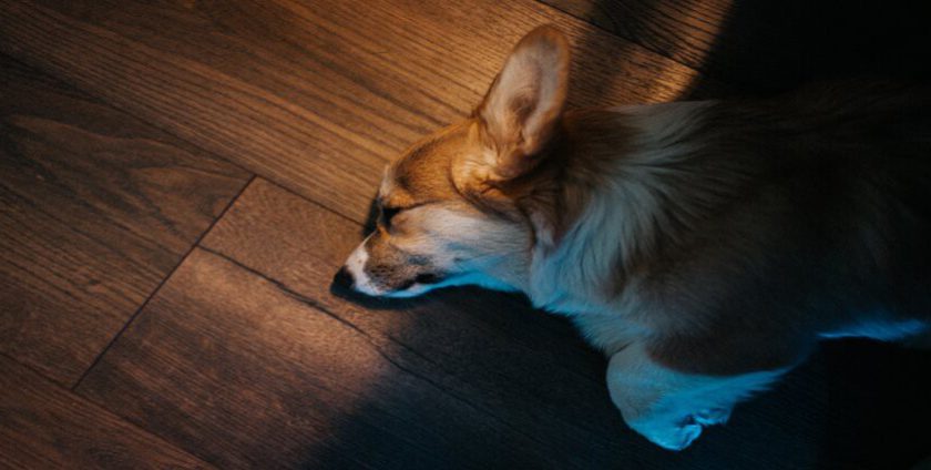 The Best Flooring For Pets