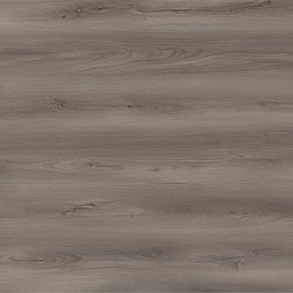 Toucan Laminate - TF6605 - F - TF 6605 Taos - D & R Flooring